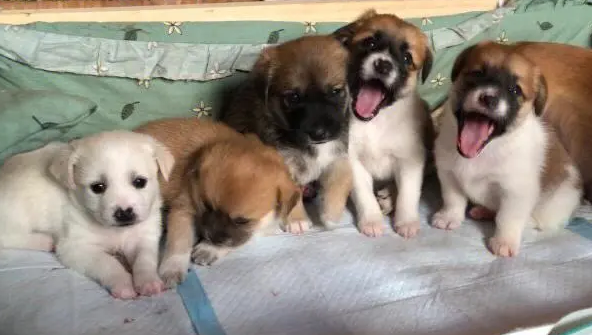 哪里可免费领养狗狗 哪里可免费领养狗狗