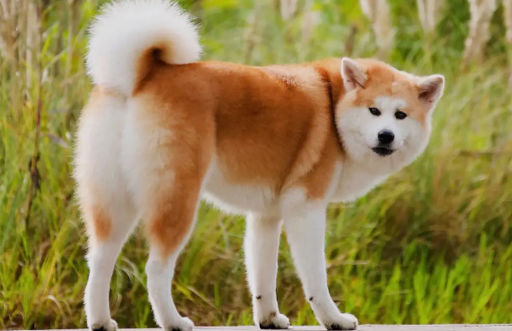 秋田犬怎么训练它听话？耐心很重要