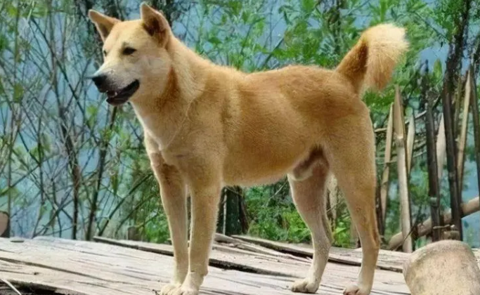 养殖土狗吃什么饲料