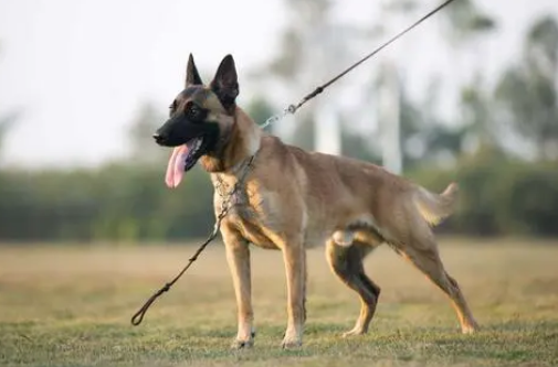 马犬得了细小怎么治疗,不要轻易放弃狗狗! 马犬得了细小怎么治疗,不要轻易放弃狗狗!