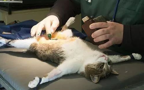 猫咪绝育为什么还会打滚呢