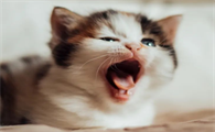 猫咪会传染病给人吗