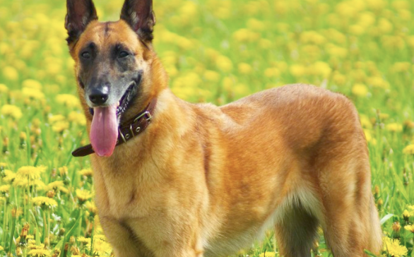 比利时牧羊犬幼犬性格是什么？主要有这些