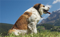 圣伯纳犬性格怎么样？感兴趣的来了解下吧