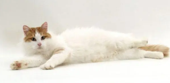 土耳其梵猫不会游泳怎么办?试试这两个办法 土耳其梵猫不会游泳怎么办?试试这两个办法