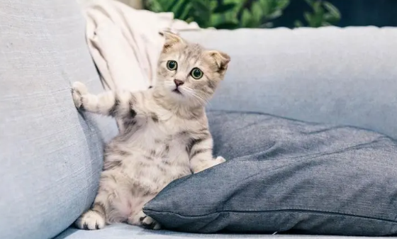 猫咪总在沙发上叫为什么呢 猫咪总在沙发上叫为什么呢