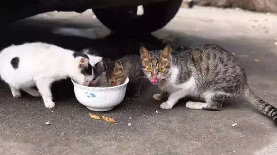对流浪猫怜悯心太重怎么办 对流浪猫怜悯心太重怎么办