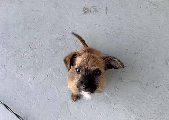 浪浪躲卡车底下发抖,17岁男孩温柔捧掌心带回家:我会负责的!