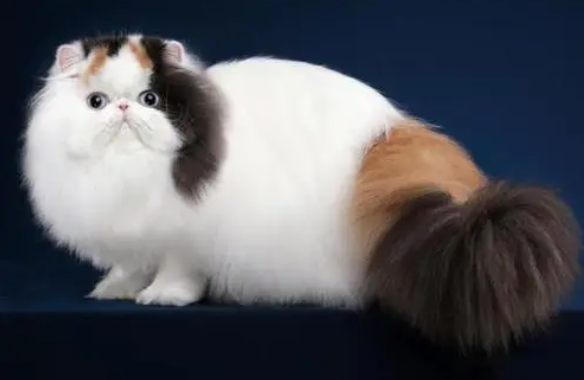 波斯猫可以吃油煎的鱼吗？答案是“NO"