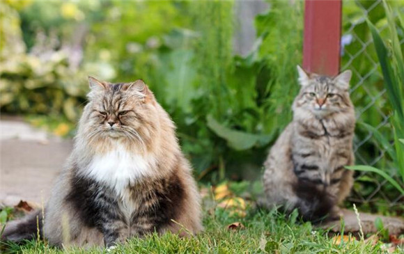 猫咪麻醉前为什么要断食