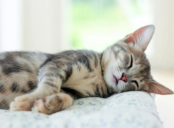 冬天猫咪为什么睡觉会叫唤呢 冬天猫咪为什么睡觉会叫唤呢