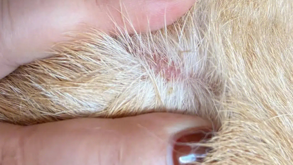 拉萨犬患皮肤病怎么治?主人要重视 拉萨犬患皮肤病怎么治?主人要重视