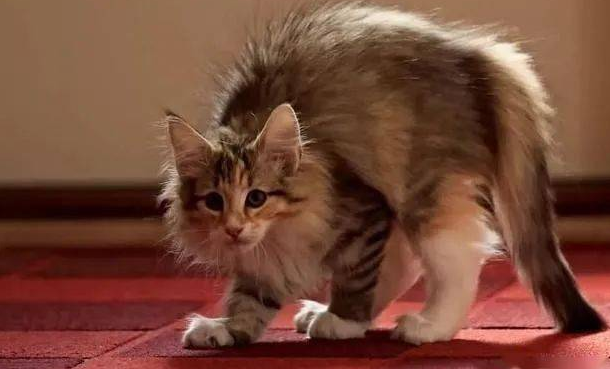 猫咪拽尾巴为什么生气呢 猫咪拽尾巴为什么生气呢