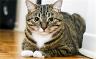 狸花猫为什么不吃猫粮？这里有答案~