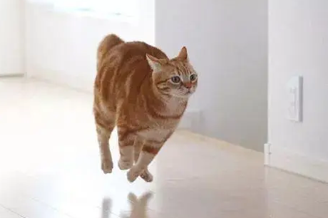 为什么小猫咪会跑来跑去