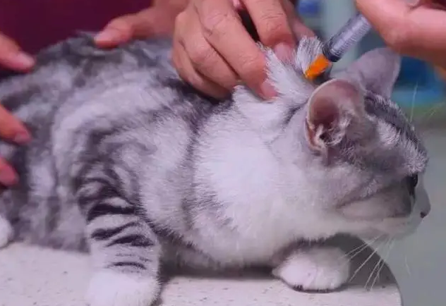 猫1岁了打疫苗晚不晚 猫1岁了打疫苗晚不晚