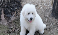 大白熊犬有什么缺点？铲屎官一定要了解