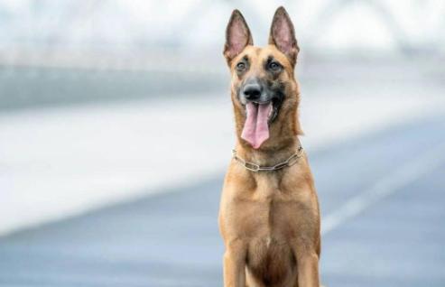 马犬开胸方法是什么?来了解下吧 马犬开胸方法是什么?来了解下吧