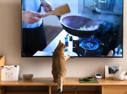 为什么猫咪守着人做饭