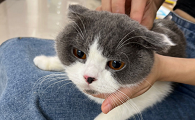 猫咪为什么突然打我耳朵了怎么回事