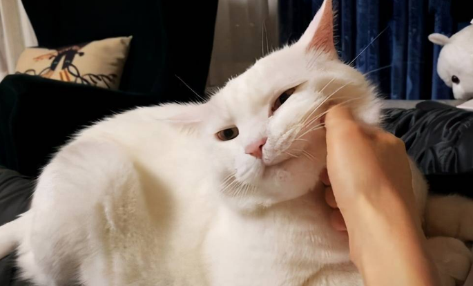 养猫养着养着就想虐猫了 养猫养着养着就想虐猫了