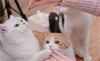 如何不让小猫咬人
