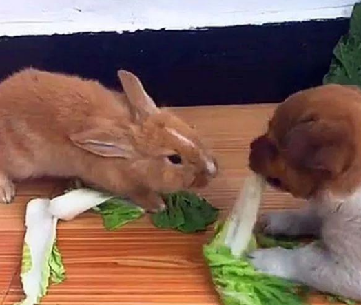 狗会吃兔子吗?