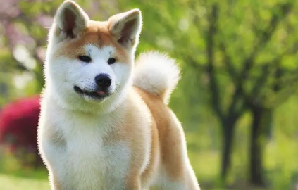 柴犬跟秋田犬有什么区别?这里有办法区分~ 柴犬跟秋田犬有什么区别?这里有办法区分~