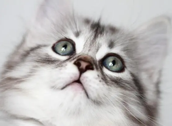 新手养猫的注意事项