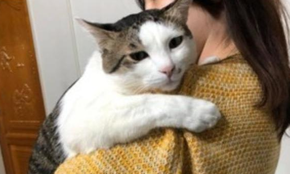 猫咪为什么喜欢主人抱着