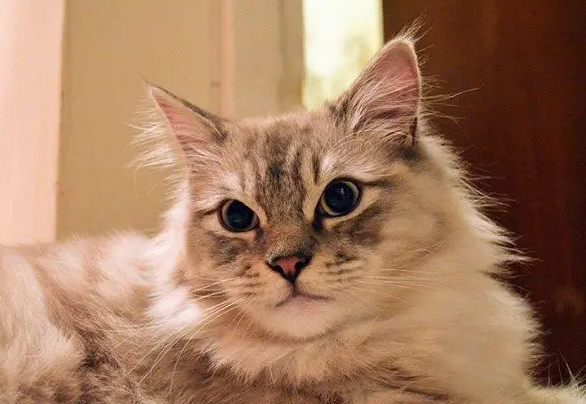 褴褛猫多大可以吃罐头？不妨来看一下吧
