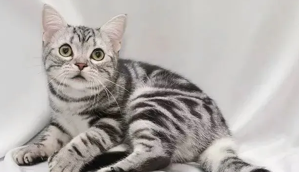 猫耳朵为什么会裂开