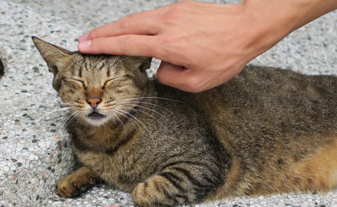 猫咪摸它脑袋就叫是为什么