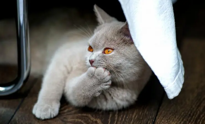 猫咪影响睡眠不想养了 猫咪影响睡眠不想养了