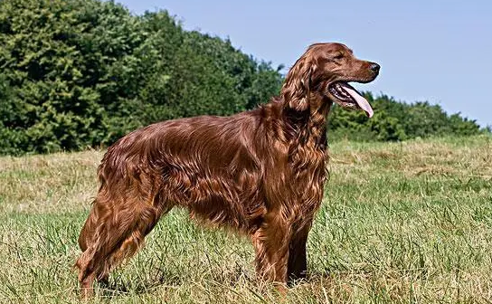爱尔兰雪达犬怀孕吃什么？不妨来看看吧