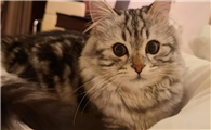 猫返祖现象是好是坏