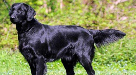 平毛寻回犬的特征介绍?平毛寻回犬相貌如何? 平毛寻回犬的特征介绍?平毛寻回犬相貌如何?