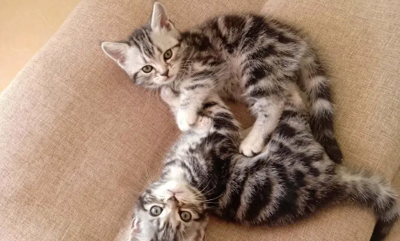 养宠科普：虎斑猫的智商相当于人的几岁？