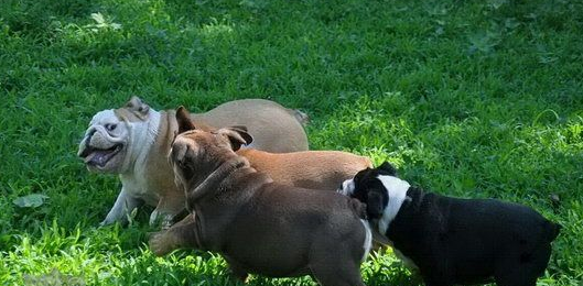 美国恶霸犬产后吃什么?快来学习下吧 美国恶霸犬产后吃什么?快来学习下吧