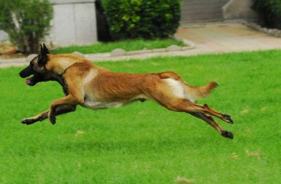 马犬喂玉米面的好处，你知道吗？