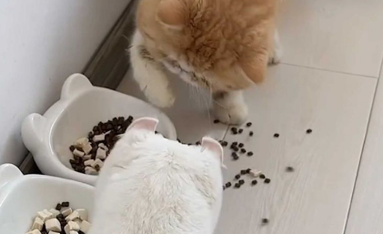 为什么猫在吃饭的时候突然扒拉地 为什么猫在吃饭的时候突然扒拉地