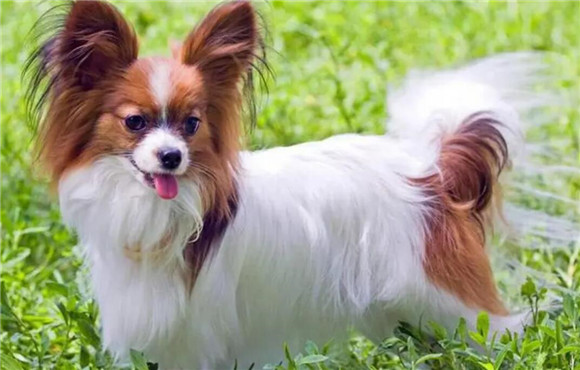 蝴蝶犬怎么美容？绝妙小技巧拿走不谢