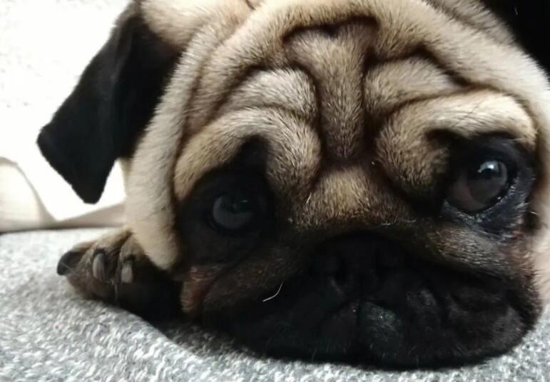 巴哥犬为什么身上很臭？原因很简单
