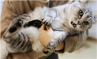 抱猫咪的时候为什么会叫