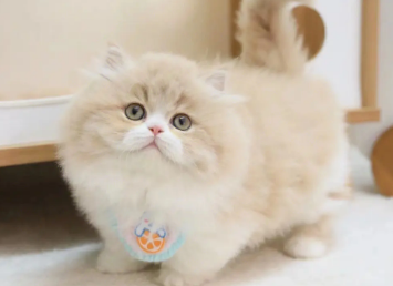 拿破仑猫怎么看品相，感兴趣的看看~