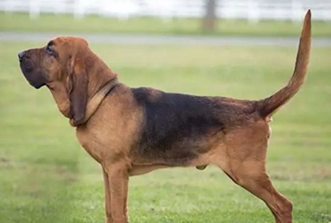 寻血猎犬发烧怎么解决？速来了解一波~