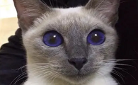 猫咪眼睛为什么红的发紫色