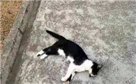 最容易毒死猫的方法