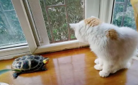 乌龟为什么叫猫咪