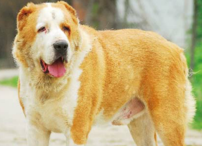 中亚牧羊犬怎么喂养？来这里了解下吧